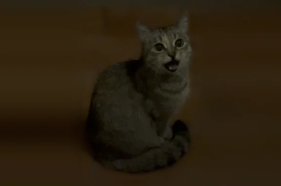 Найдена кошка, Москва, фото: Найдена кошка, 1-я улица Лукино, 13А, Москва — ласковая, лапки белые