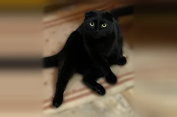 Пропала кошка, улица Генерала Лаврова, 10, Жилина — чёрный ласковый котик с жёлтыми глазами - photo