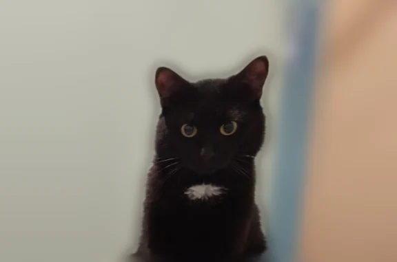 Пропала кошка, Кедровая улица, 16, Дивногорск — чёрный кот, 6 лет - photo