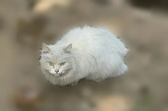 Кошки потеряшки, Старый Городок, фото: Потеряшка кошка, улица Октября, 3, Старый Городок — белоснежная, пушистая, не слышит