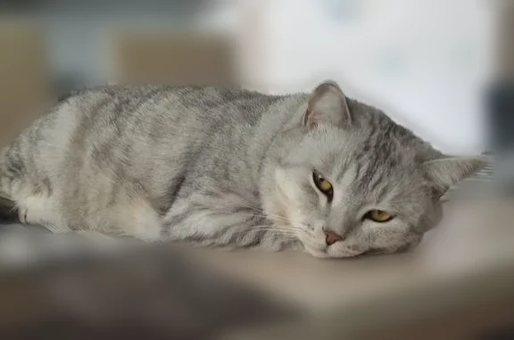 Пропала кошка, улица Фламинго, 20, Элитный — светло-серая с полосками, правое ушко частично отморожено - photo