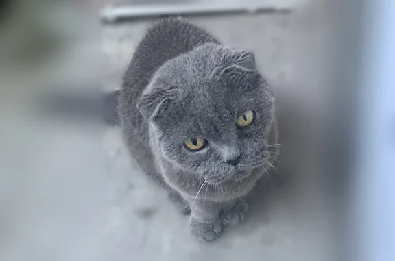 Найденные животные Ростов-на-Дону, фото: Найдена кошка, городской округ Ростов-на-Дону, Ростов-на-Дону — серого окраса, тянется к людям