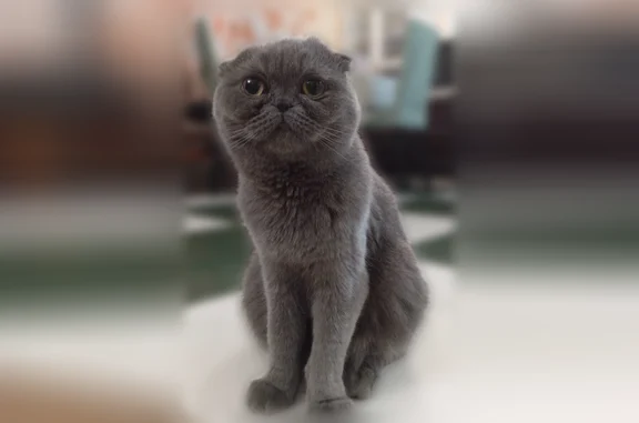 Кошки потеряшки, Смоленск, фото: Потеряшка кошка, 2-я Восточная улица, 2, Смоленск — однотонно серая, пушистая, шотландская вислоухая