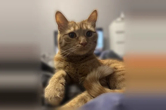 Кошки потеряшки, дома отдыха «Горки», фото: Потеряшка кошка, посёлок дома отдыха «Горки», 16, дома отдыха «Горки» — рыжая, ручная, откликается на имя