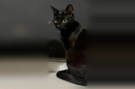 Пропала кошка, улица Кирова, 131, Новокузнецк — черная, с белым пятнышком на груди - photo