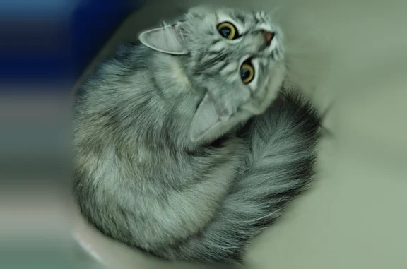 Найдена кошка, Иркутск, фото: Найдена кошка, Верхняя Набережная улица, 145А, Иркутск — светло-серый окрас, сидела на дереве
