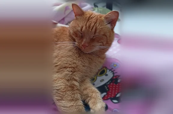 Найдена кошка, Металлург-1, фото: Найдена кошка, Милиционный переулок, 30, Ижевск — рыжая, с жёлтыми глазами