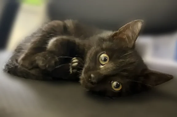 Найдена кошка, Иркутск, фото: Найдена кошка, улица Чехова, 17, Иркутск — котёнок, на вид около 2 месяцев