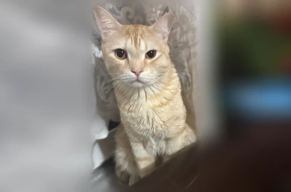 Кошки потеряшки, Тавда, фото: Потеряшка кошка, улица Чекистов, 8, Тавда — персиково-тигровый окрас, кастрирован