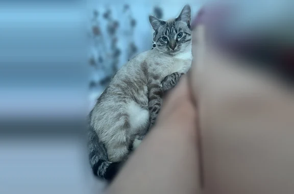 Найдена кошка, Чехов, фото: Найдена кошка, Земская, Чехов — ласковый кот, 2-3 года