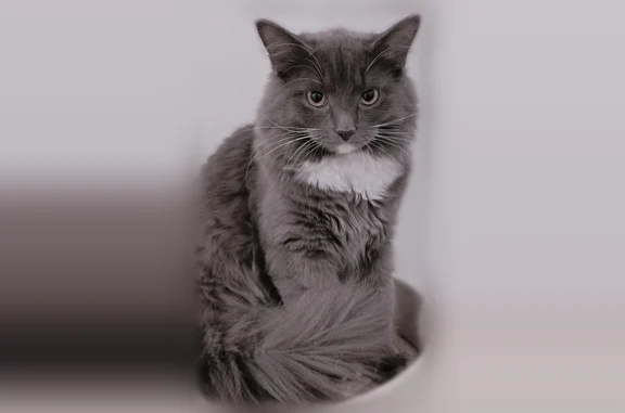 Пропала кошка, Ленина, д. 53, Одинцово — пепельно-серая с белыми лапками, жёлтые глаза - photo