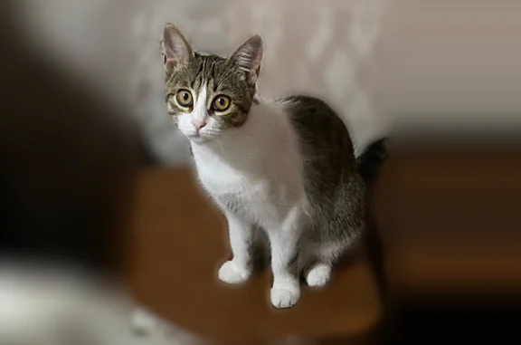 Пропала кошка, Анапа, Ленина, д. 194, Анапа — 7,5 месяцев, была домашней - photo