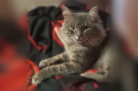 Кошки потеряшки, Смоленск, фото: Потеряшка кошка, Смоленск, Котовского, д. 23, Смоленск — серый пушистый кот с черно-белым ошейником