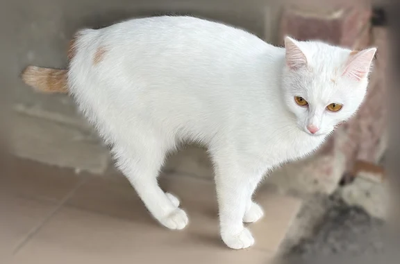 Найдена кошка, Новочебоксарск, фото: Найдена кошка, Новочебоксарск, Строителей, д. 54 — белая с рыжим хвостом, пугливая