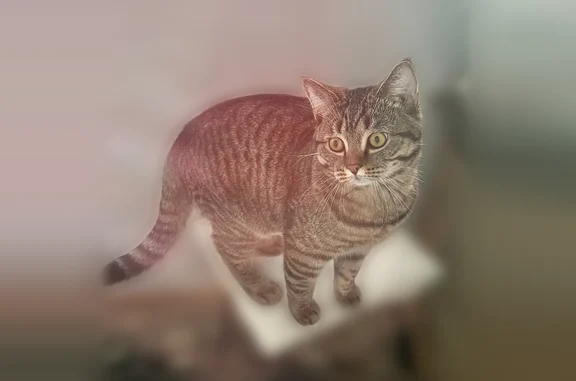 Пропала кошка, Заволжье, Дзержинского, д. 28, Заволжье (Нижегородская - Горьковская) — тигровый окрас - photo