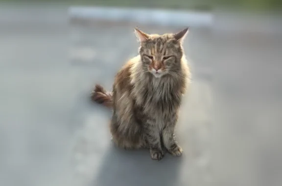 Найдена кошка, Тюмень, фото: Найдена кошка, Тюмень, Ватутина, д. 19, Тюмень — девочка мейн-кун, идёт к людям