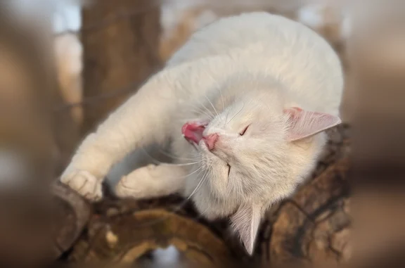 Пропала кошка, 1-я Заречная, Зарайск — белый кот - photo