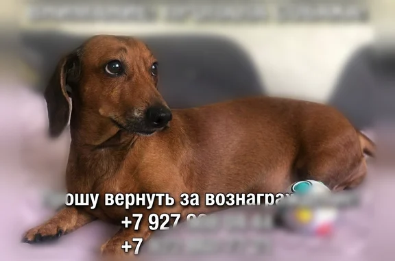 Пропала собака, Бугуруслан, Шевченко — рыжая, с шишкой под правой подмышкой - photo