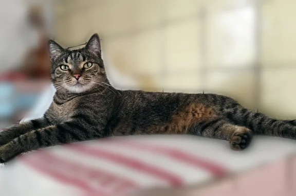 Пропала кошка, Черняховского, д. 1, Воронеж — кот по кличке Витюня, 9 лет - photo