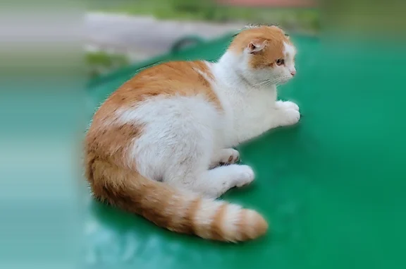 Найдена кошка, Ленинский, фото: Найдена кошка, Район Ленинский (г Ульяновск), Карла Маркса, д. 42, Ленинский — рыже-белая вислоухая, очень ласковая