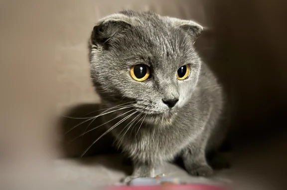 Найдена кошка, Кострома, фото: Найдена кошка, Кострома, Индустриальная, д. 1/23 — маленькая, серый окрас, вислоухие ушки