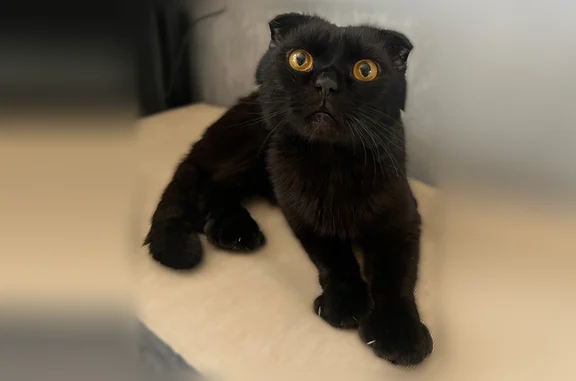 Найдена кошка, Нижний Новгород, фото: Найдена кошка, Нижний Новгород — поражены суставы