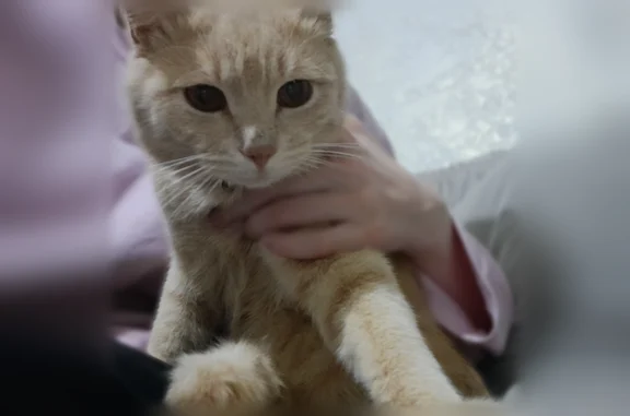 Пропала кошка, Село Новомехельта, Сайфулы Кады, д. 37, Хасавюрт — с бежево-оранжевым коричневым кожаным ошейником с бубенчиком - photo