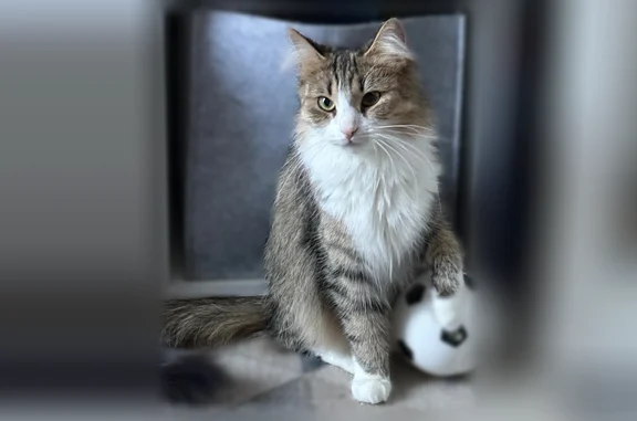 Объявления о пропавших и найденных животных, Парголово, фото: Пропала кошка, Санкт-Петербург, Тихоокеанская, д. 14 2 стр 1, Выборгский район — напугана