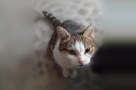 Объявления о пропавших и найденных животных, Барнаул, фото: Пропала кошка, Барнаул, Малахова, д. 95, Барнаул — пугливая, 8 лет, без части зубов