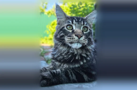 Пропала кошка, Химки, Юбилейный, д. 78, Химки — смелый кот, предположительно прыгнул в окно - photo