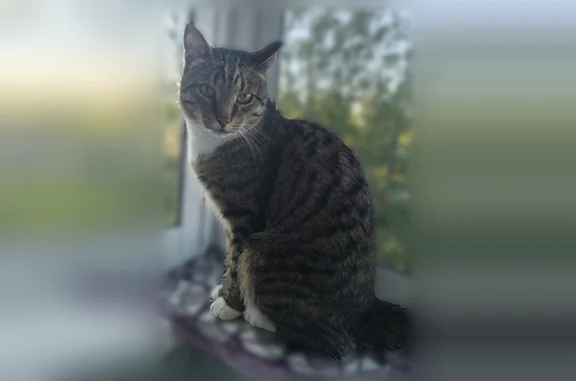 Пропала кошка, Поселок городского типа Войвож (г Сосногорск), Кирова, д. 14, Сосногорск - photo