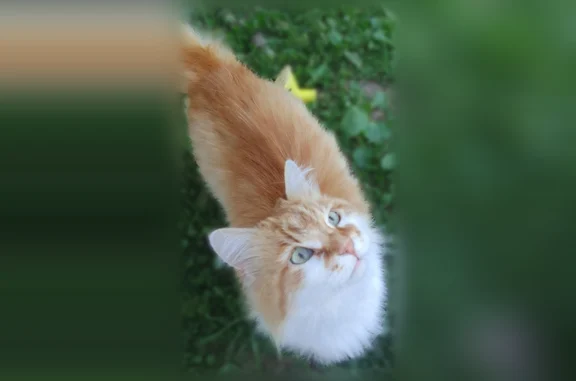 Найдена кошка, Высокая Гора, фото: Найдена кошка, Село Высокая Гора, Высокая Гора — хвостик короткий