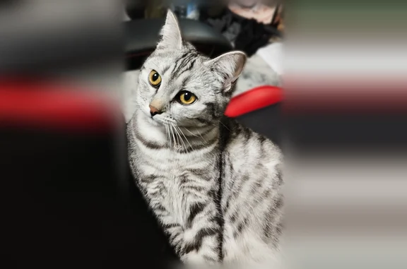 Пропала кошка, Бородкина, Барнаул — серая с кошка, с коричневым ошейником, подвеска-подкова - photo