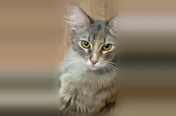 Найдена кошка, Краснодар, фото: Найдена кошка, им. Генерала Трошева Г.Н., Краснодар — пушистая, ласковая, молоденькая