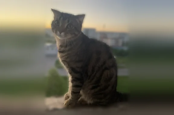 Пропала кошка, Новокузнецк, Авиаторов, д. 66 — молодой некастрированный котик - photo
