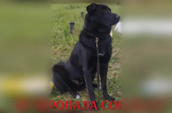 Объявления о пропавших и найденных животных, Харовск, фото: Пропала собака, Харовск — кличка Лорд, метис лабрадора, чёрного цвета
