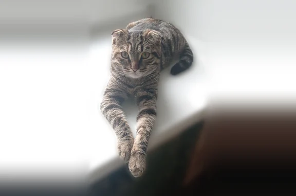 Кошки потеряшки, Поповская, фото: Потеряшка кошка, Деревня Поповская (г Егорьевск), д. 1а, Поповская — вислоухая, полосатая, с красным ошейником от блох