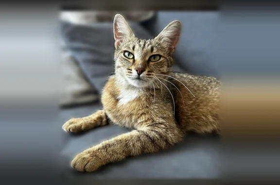 Найдена кошка, Видное, фото: Найдена кошка, Видное, 1-й Калиновский, д. 5, Видное — ласковая, на контакт идет