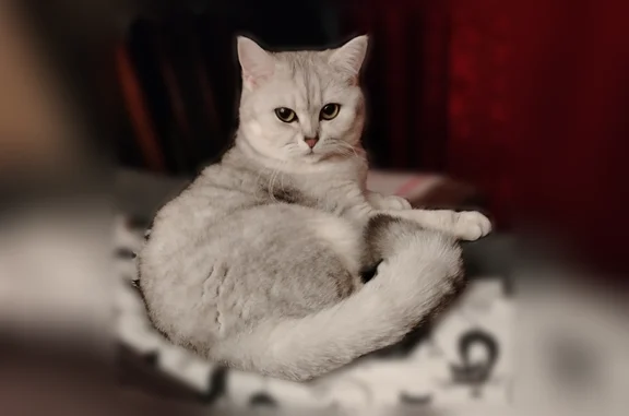 Пропала кошка, Киров, Сурикова, д. 29 — девочка, очень домашняя - photo