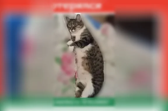 Пропала кошка, Троицк, им. А.С. Пушкина, д. 67, Троицк — коту 12 лет, кастрирован - photo