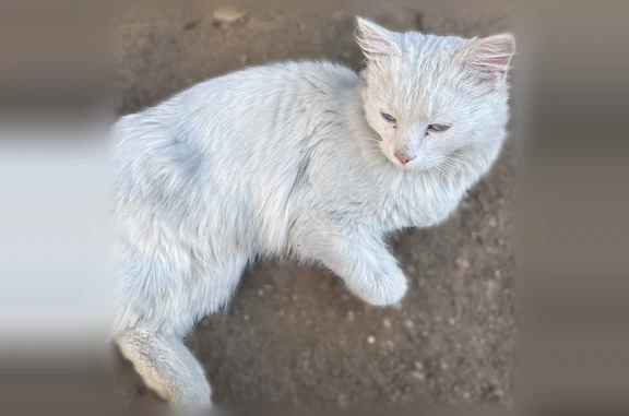 Объявления о пропавших и найденных животных, Улан-Удэ, фото: Найдена кошка, Туполева, Улан-Удэ — белая пушистая кошечка с голубыми глазами