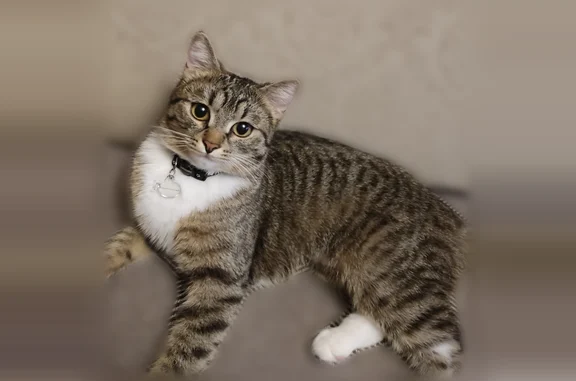Кошки потеряшки, Жуковский, фото: Потеряшка кошка, Жуковский, Баженова, д. 8 — серо-коричневый тигровый табби с белой грудкой