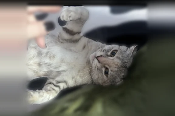 Пропала кошка, Ужур - photo