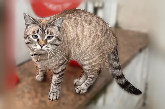 Найдена кошка, Саратов, фото: Найдена кошка, Саратов, им Вавилова Н.И., д. 15/17 — серый с голубыми глазами, с поводком