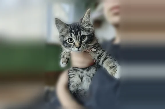 Найдена кошка, Октябрьский сельсовет, фото: Найдена кошка, Тамбов, Социалистическая, Октябрьский сельсовет — полосатый котёнок