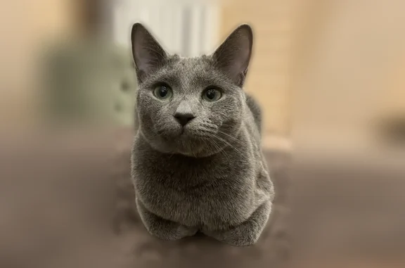 Пропала кошка, Массив Западная Лица — добрый, контактный кот, 6 лет - photo