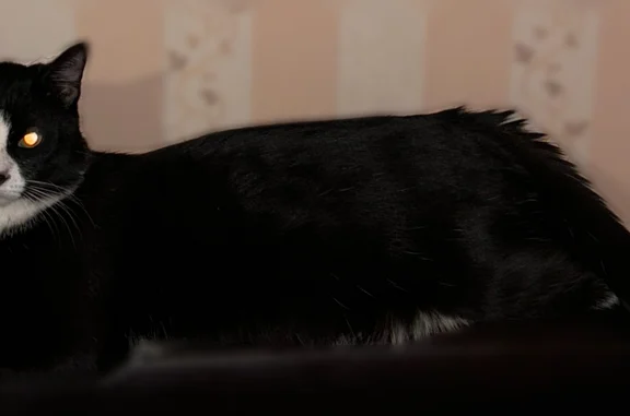 Пропала кошка, Даурская, д. 16, Красноярск — чёрно-белая, белые лапы и грудь - photo
