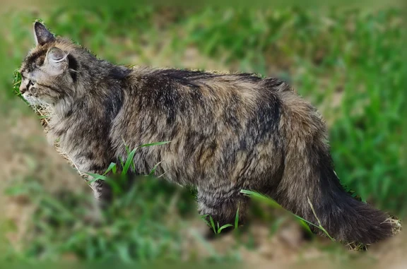 Найдена кошка, Краснодар, фото: Найдена кошка, Гаражная, д. 107, Краснодар — похожа на сибирскую, возможно беременна