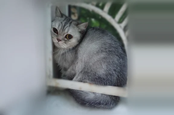 Найдена кошка, Самара, фото: Найдена кошка, Аэродромная, д. 37, Самара — очень испугана