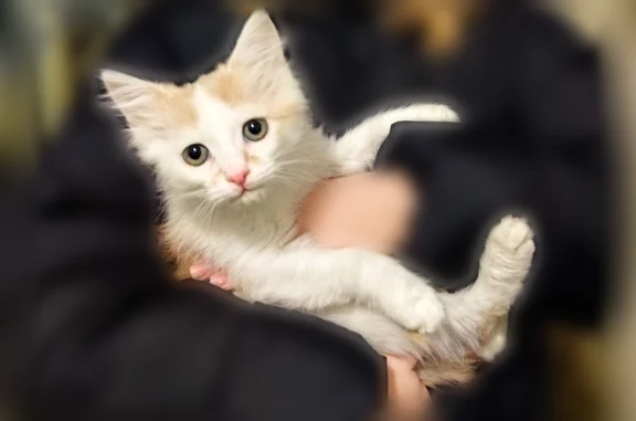 Пропала кошка, Международная, д. 2, Саратов — бело-рыжий кот, 5–6 месяцев - photo